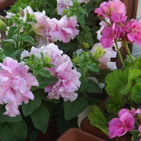 Paradise Alojamento de Acomodação e Pequeno-almoço Kazaphani