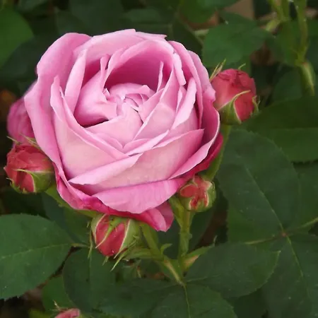 Paradise Alojamento de Acomodação e Pequeno-almoço