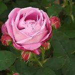 Paradise فندق مبيت وإفطار