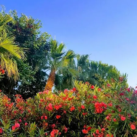 Paradise Kazaphani