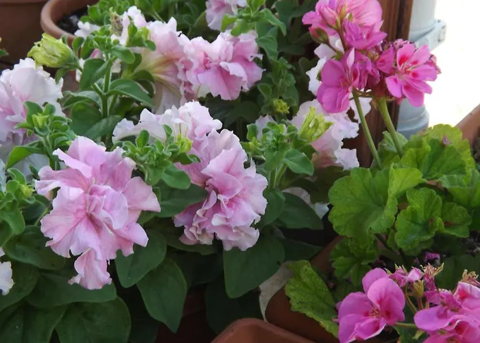 Paradise Bed & Breakfast Kazaphani