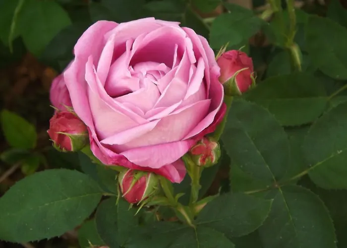 Paradise Bed & Breakfast