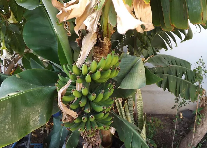 パラダイス ベッド・アンド・ブレックファスト